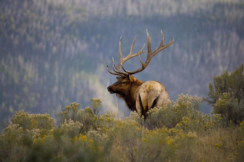 Oso Blanco Villa Ruidoso Kültér fotó